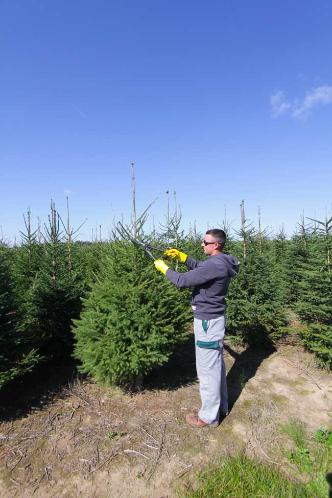 Estplant The Biggest producer of christmas trees in the Baltic countries